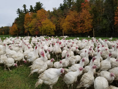 Thanksgiving Fresh Turkey DEPOSIT