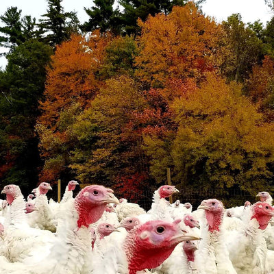 Thanksgiving Fresh Turkey DEPOSIT